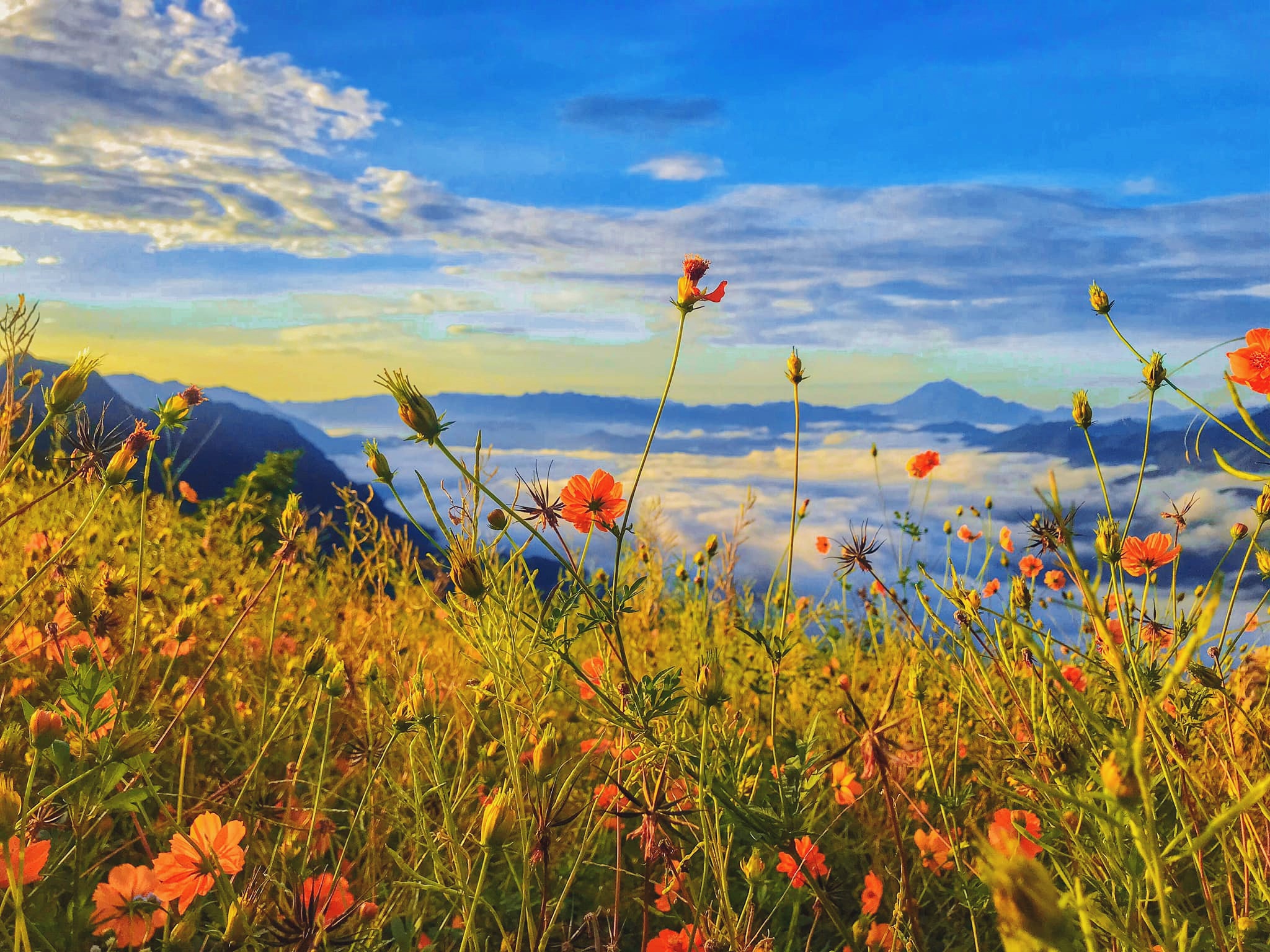 Cánh đồng hoa dại Hang Kia: Nếu bạn muốn trải nghiệm một không gian hoang sơ, thoáng đãng với những cánh đồng hoa dại thơ mộng, Hang Kia chắc chắn sẽ là một địa điểm lý tưởng cho bạn. Điểm đặc biệt ở đây là sự kết hợp giữa những bông hoa hoang dã và bầu trời xanh biếc, tạo nên một cảnh quan đẹp mê hồn.