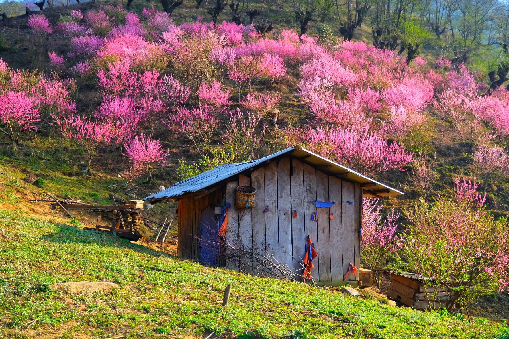 Hoa đào Y Tý nở rộ khắp bản làng vùng Tây Bắc - Vivu