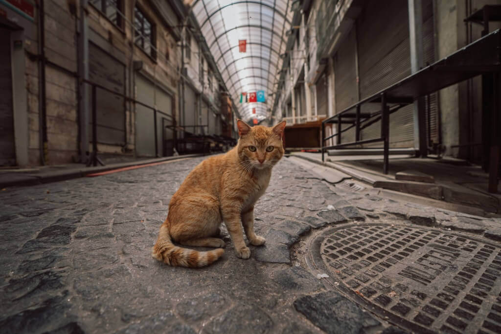 Mèo là linh vật của thành phố Istanbul