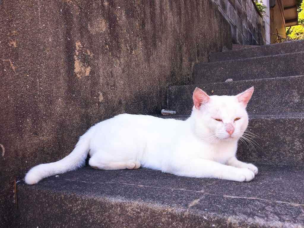 Mèo trên đảo Tashirojima