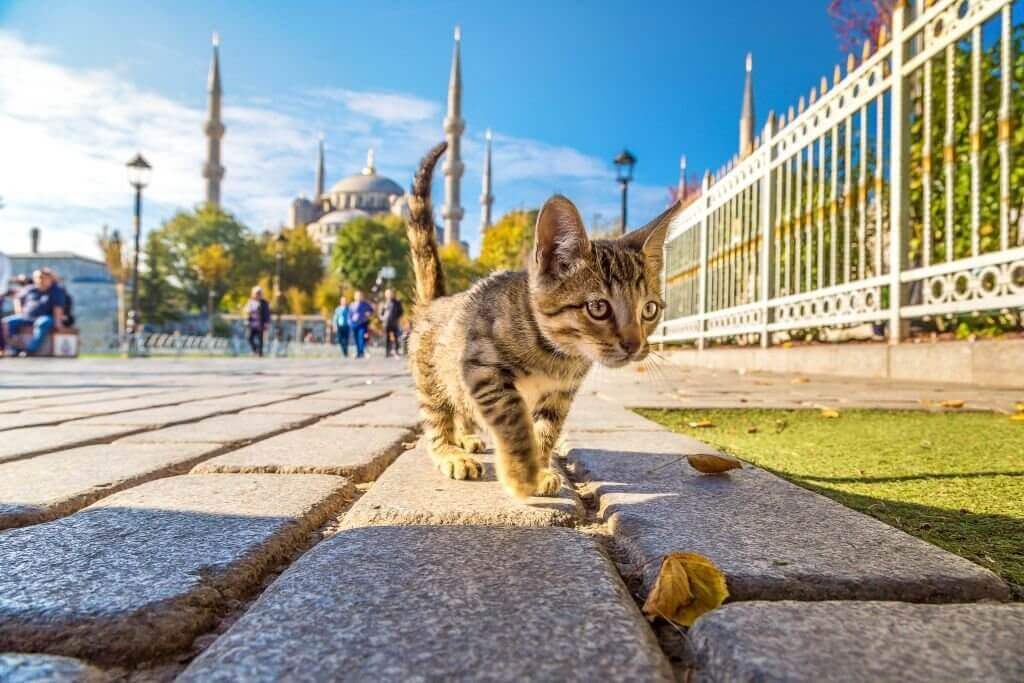 Mèo trên đường phố Istanbul, Thổ Nhĩ Kỳ