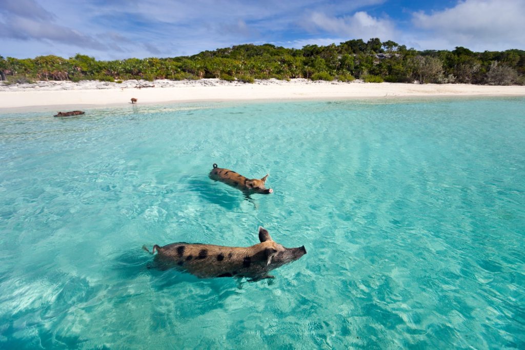 Pig Bahamas bãi biển độc đáo