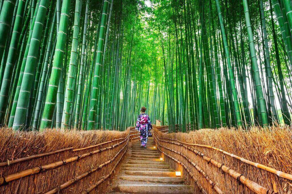 Rừng tre Arashiyama địa điểm du lịch Nhật Bản