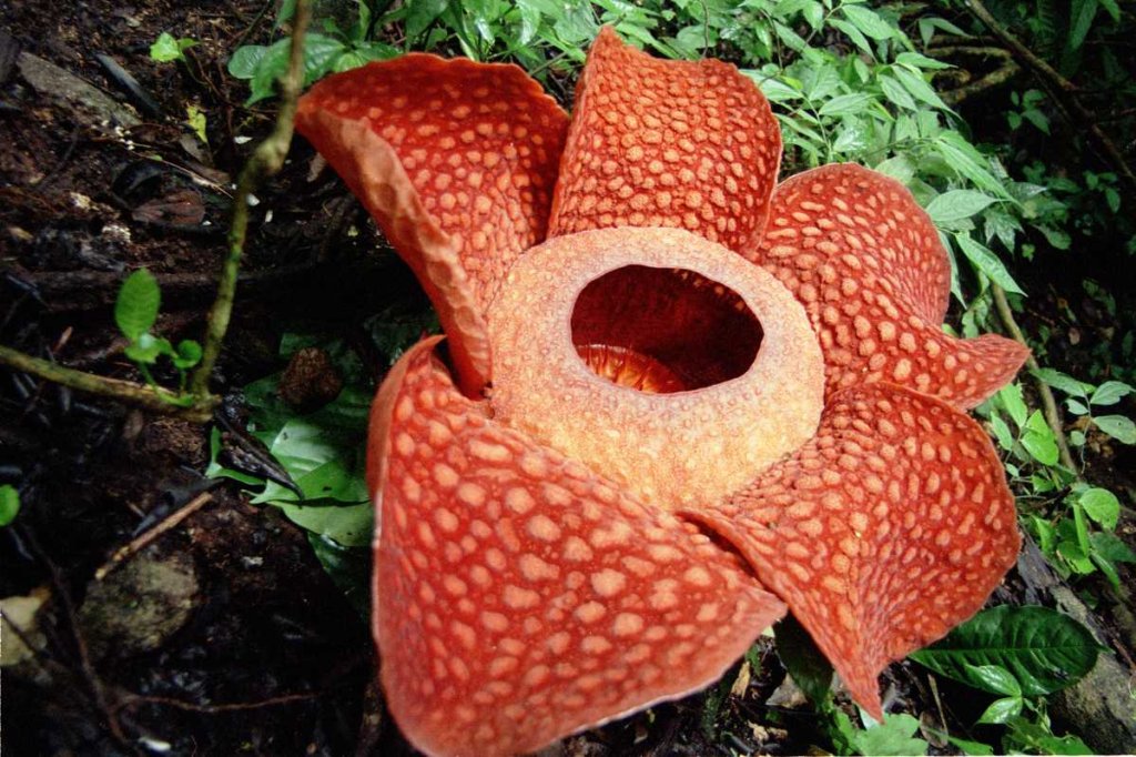 Loài hoa có mùi hôi lớn nhất Indonesia