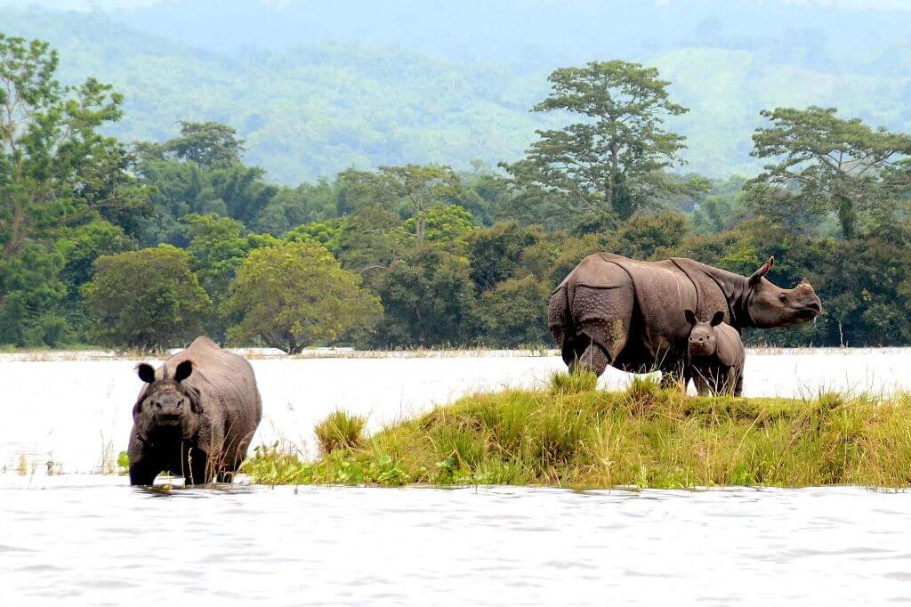 Indian Rhinoceros - Thời điểm du lịch Ấn Độ
