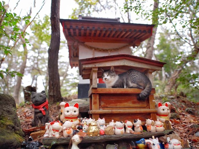 2023 khám phá Nhật Bản, thiên đường của mèo