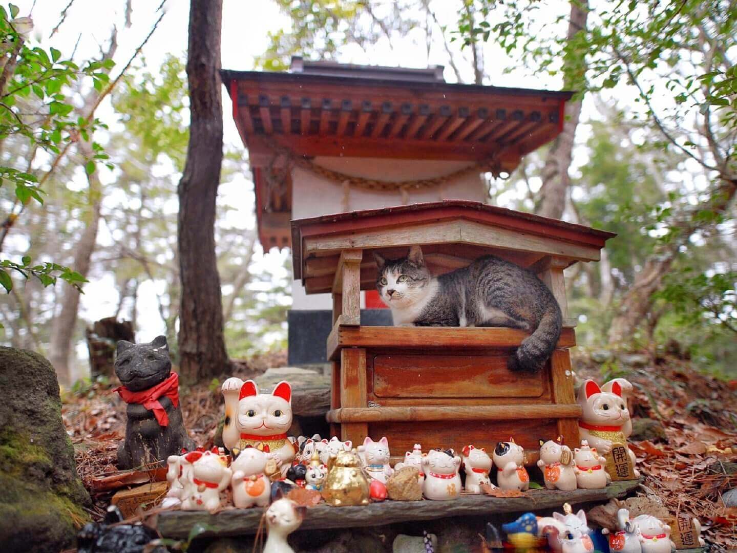 2023 khám phá Nhật Bản, thiên đường của mèo