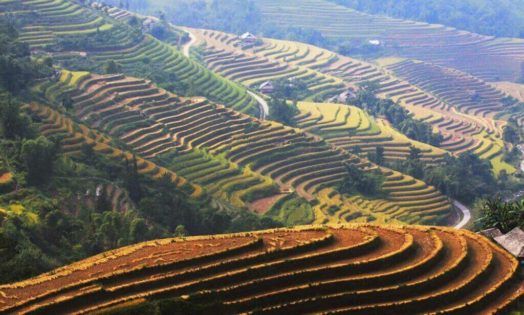 Ruộng bậc thang mùa nước nổi
