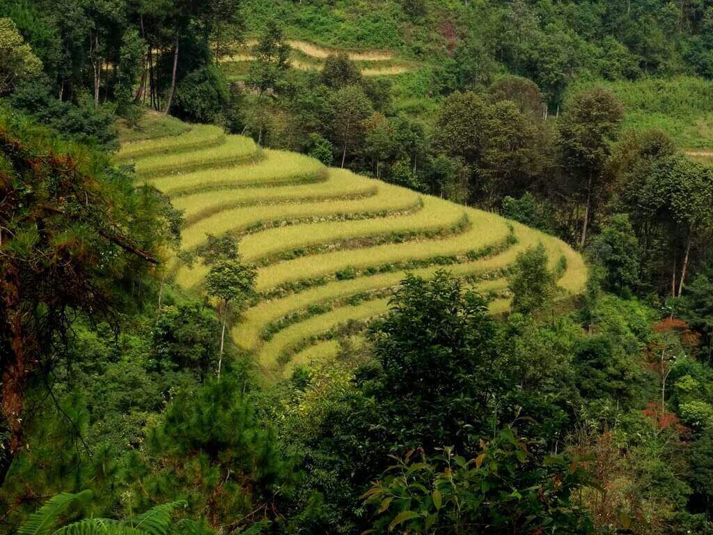 Ruộng bậc thang Yên Minh