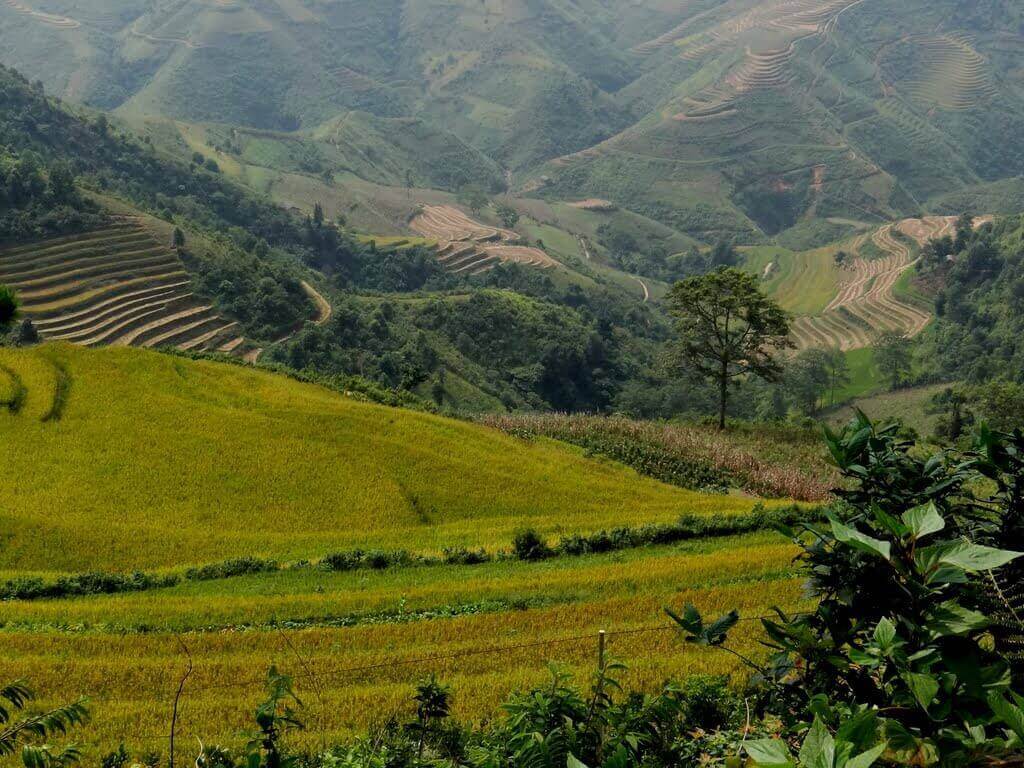 Ruộng bậc thang Yên Minh