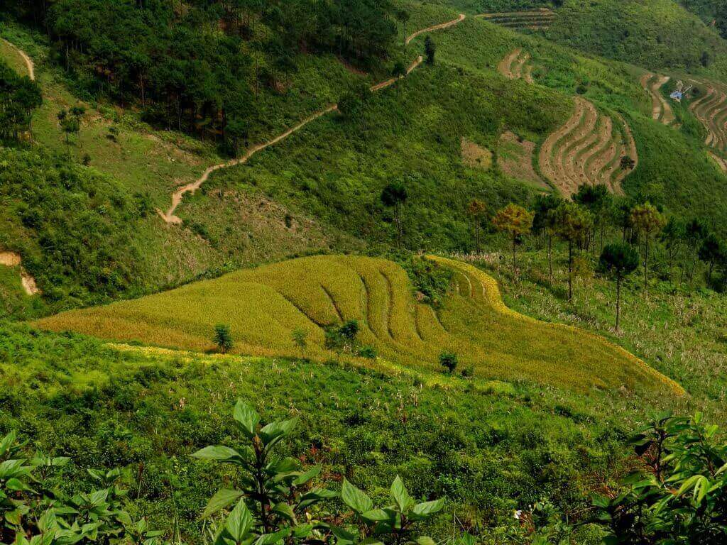 Ruộng bậc thang Yên Minh