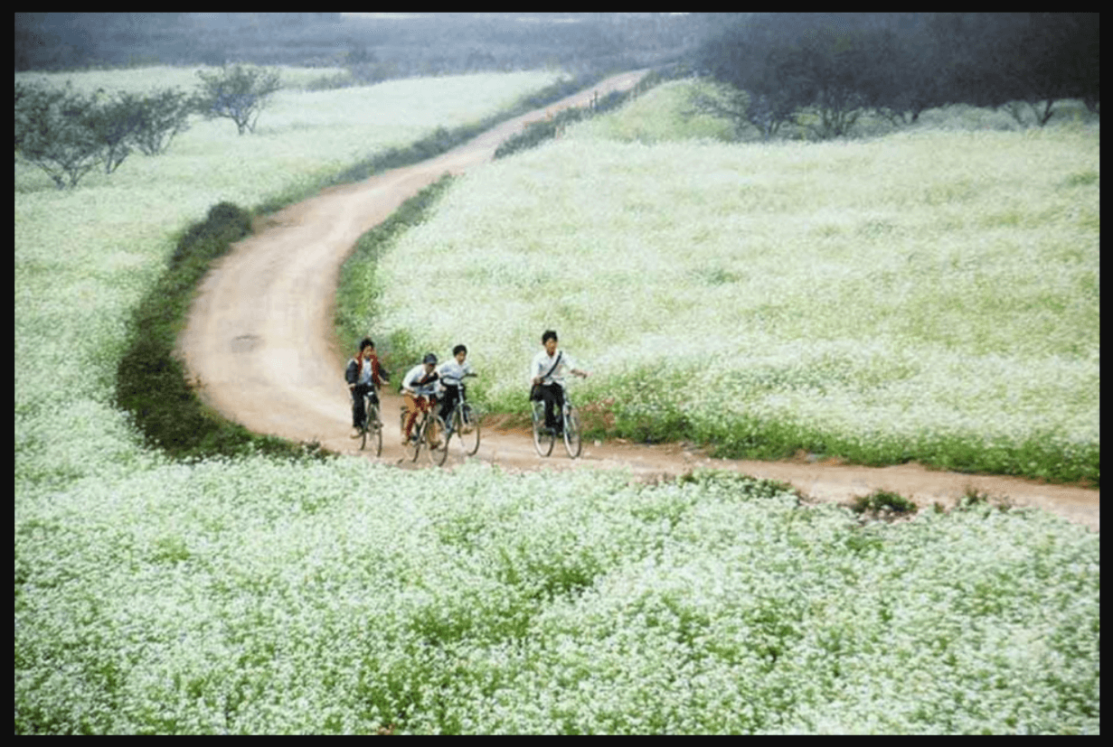 Bản Pa Phách - Thiên đường hoa cải