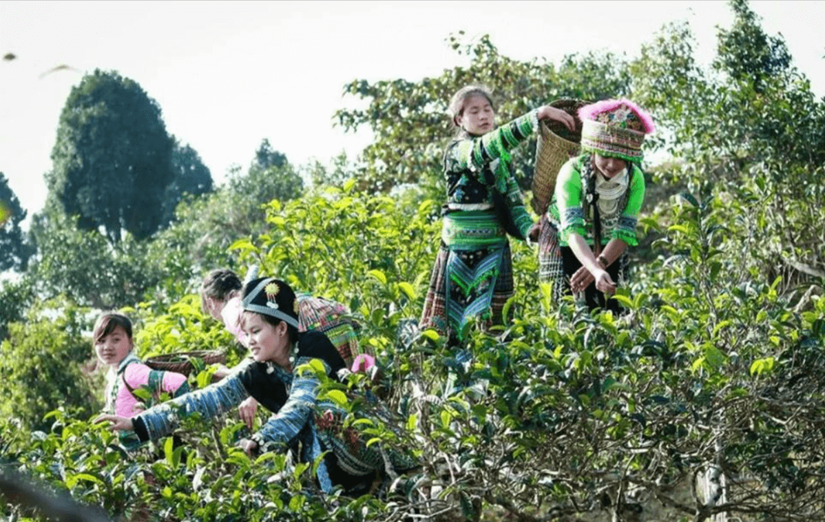 Các thiếu nữ người Mông hái trè Shan Tuyết