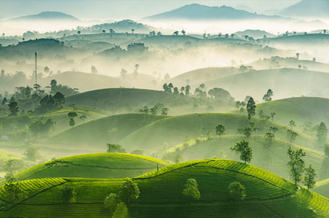 Những "đảo ốc chè" nhấp nhô giữa "biển sương"