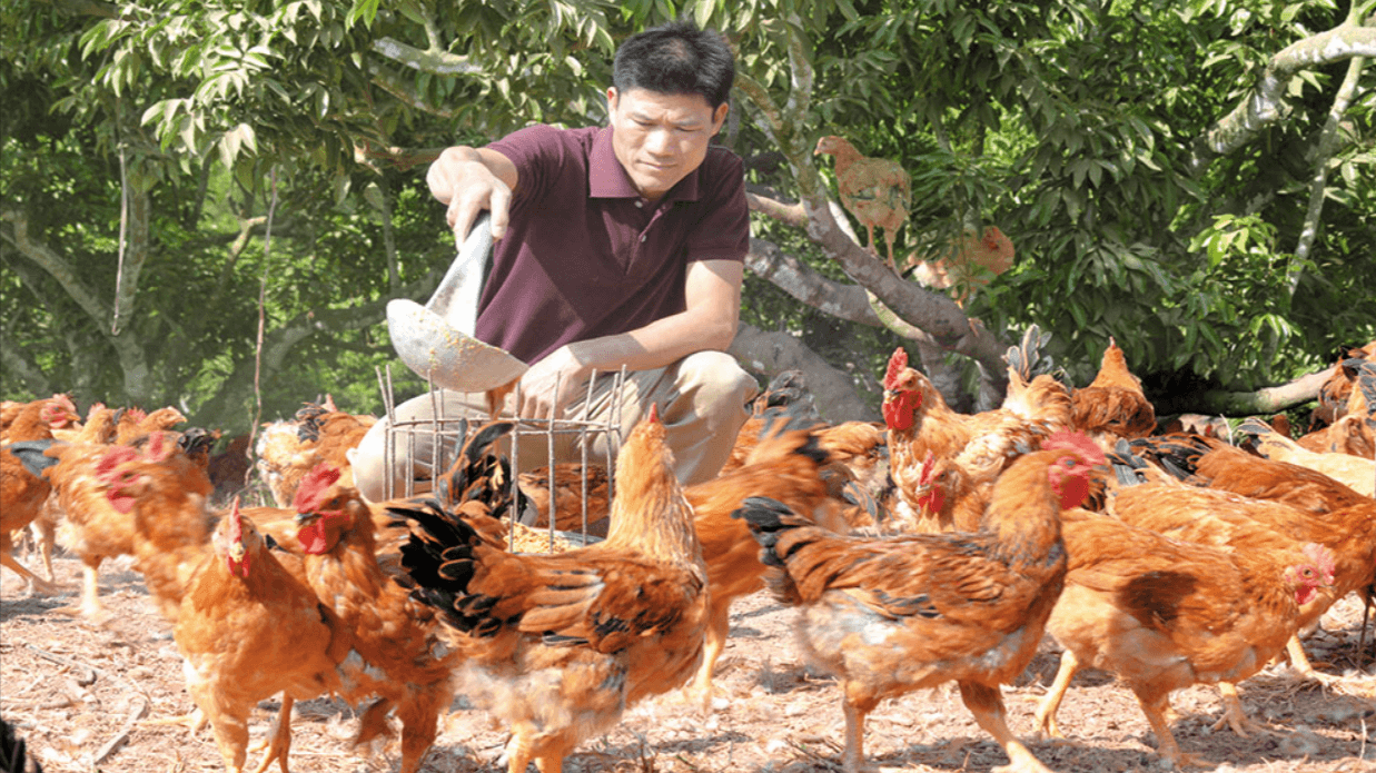 Gà đồi Yên Thế - Đặc sản Bắc Giang