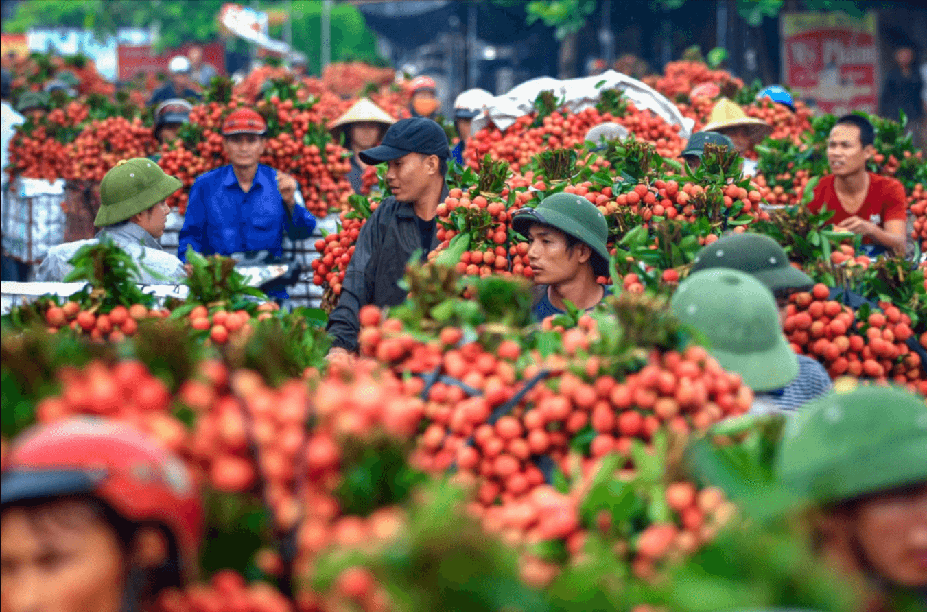 Người dân Lục Ngạn tất bật đi bán vài