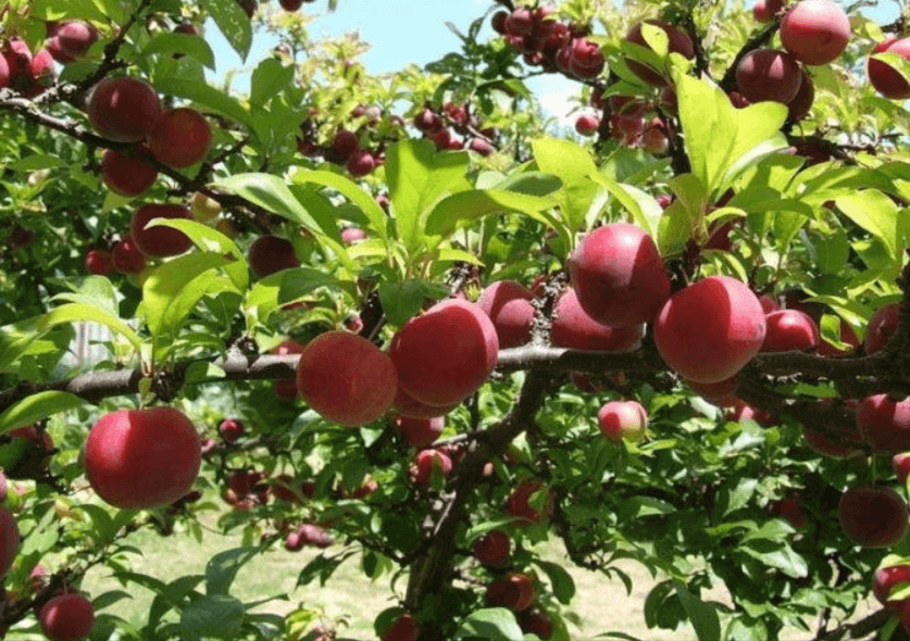 Những trái mận căng mọng, tím đỏ