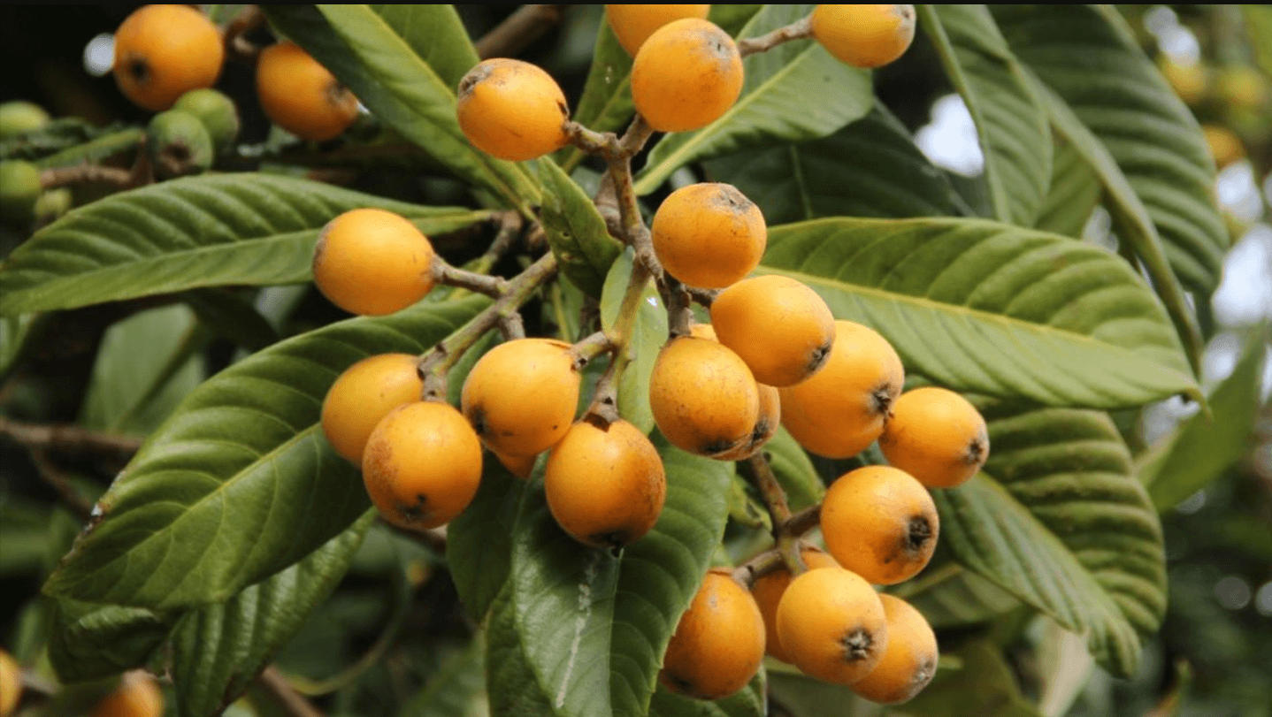 Quả Tì Bà hay còn gọi là quả Nhót Tây