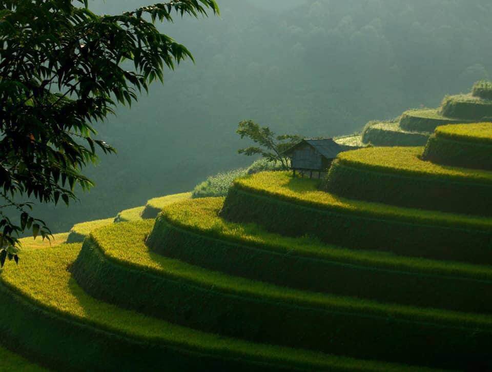 Ruộng bậc thang Mù Cang Chải - Kỳ quan từ những bàn tay lao động