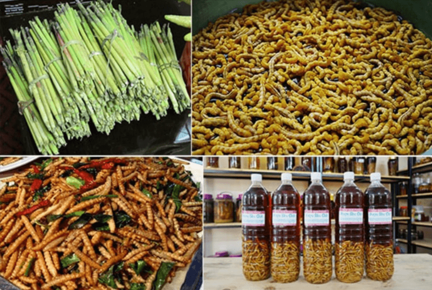 Sâu Chít được chế biến thành nhiều món đặc sản của Điện Biên