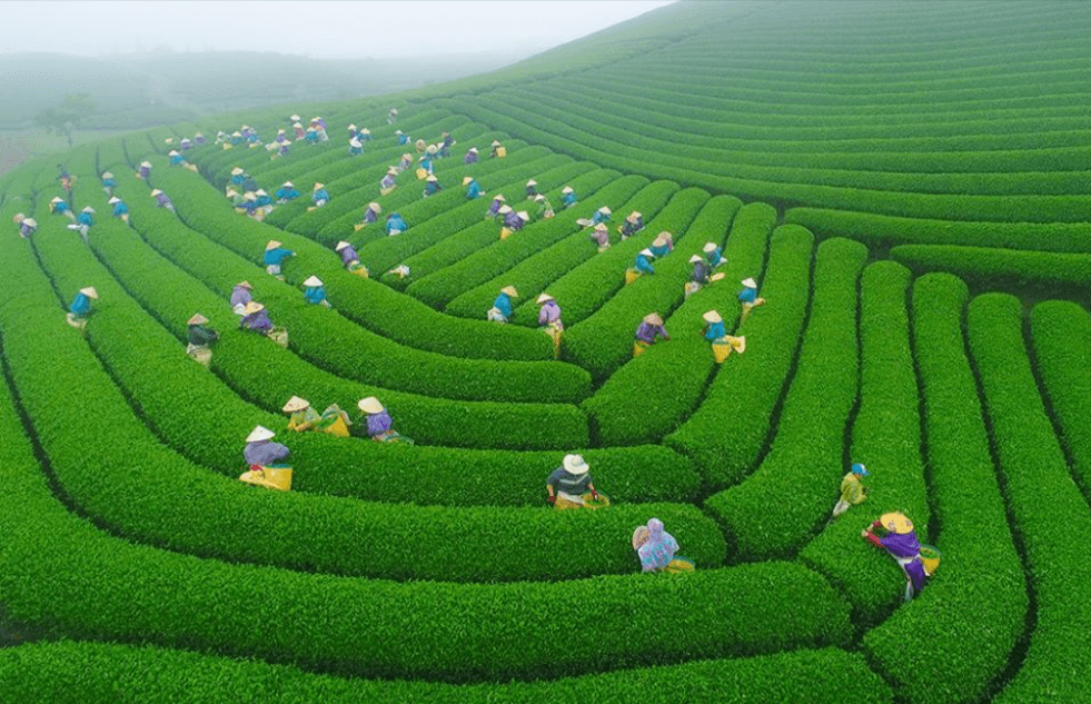 Thu hoạch chè ở đồi chè Mộc Sương - Ảnh: Kynhongphoto