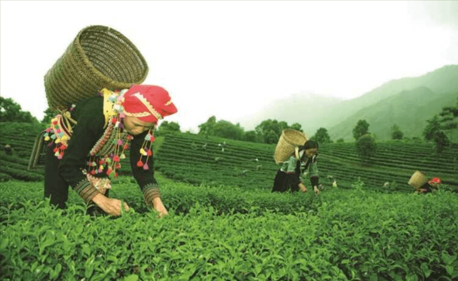 Trải ngiệm hái chè, chăm sóc và giao lưu, trò chuyện với người dân địa phương tại đồi chè Tân Uyên