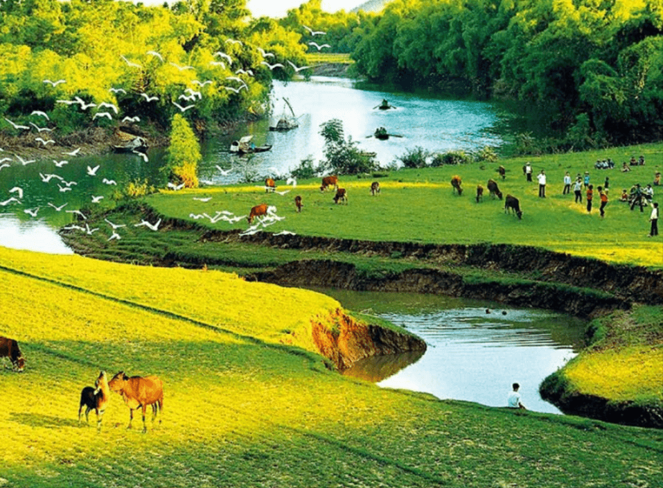 Vườn cò Hải Lựu – điểm tham quan du lịch Vĩnh Phúc
