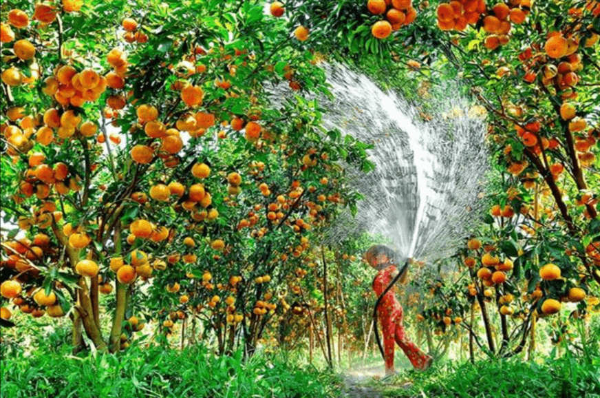 Vườn trái cây Vĩnh Kim