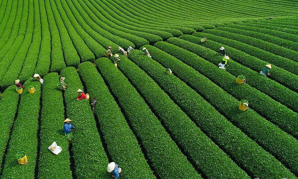 Những đồi bật những búp non xanh mướt