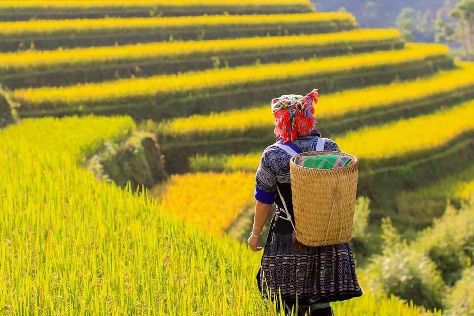 Ruộng bậc thang no ấm