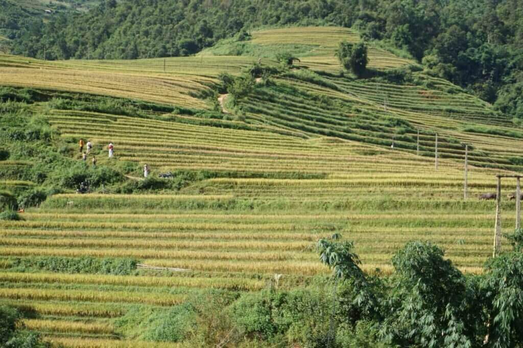 Ruộng bậc thang