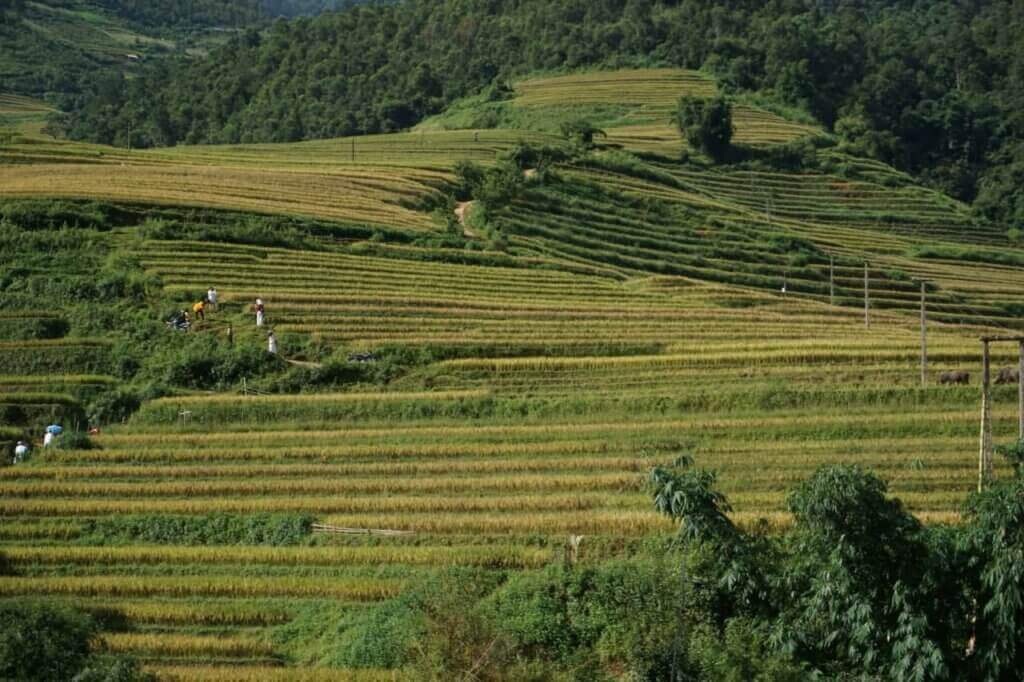 Ruộng bậc thang