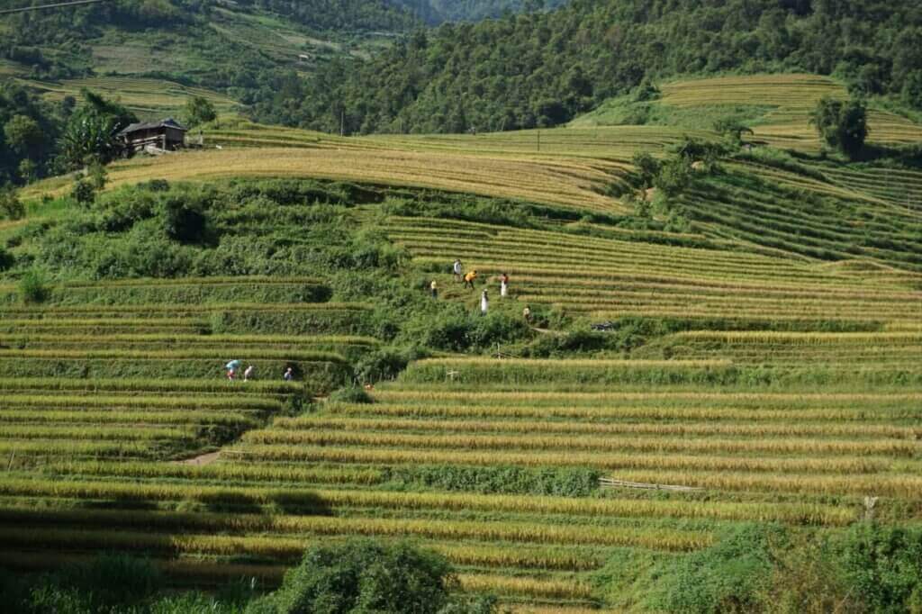 Ruộng bậc thang