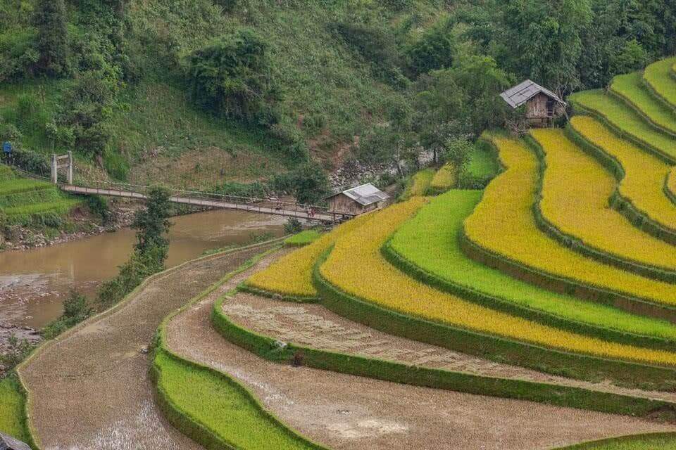 Mù cang chải
