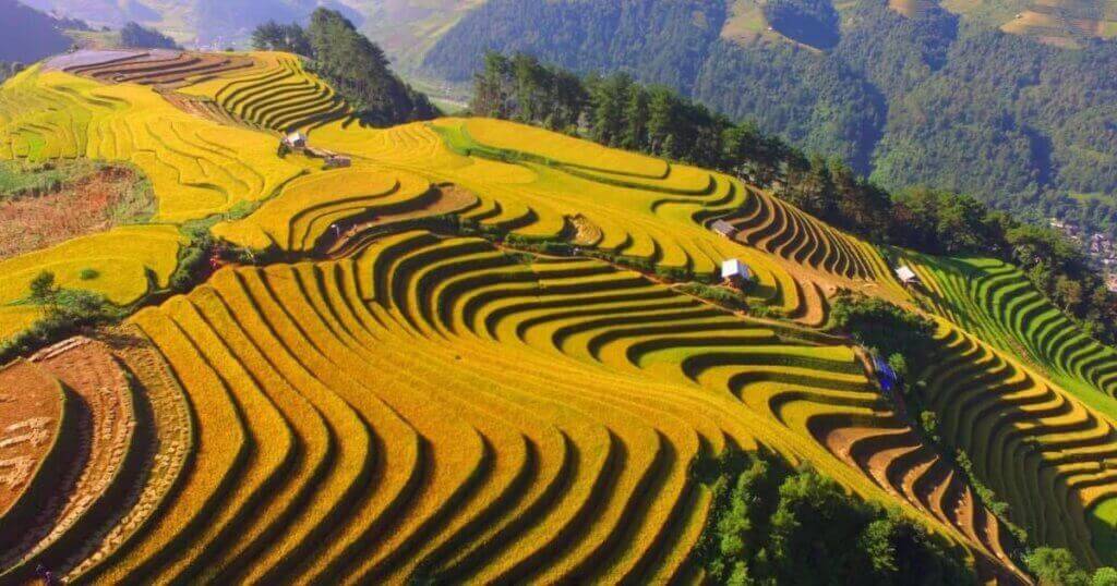 Mù cang chải