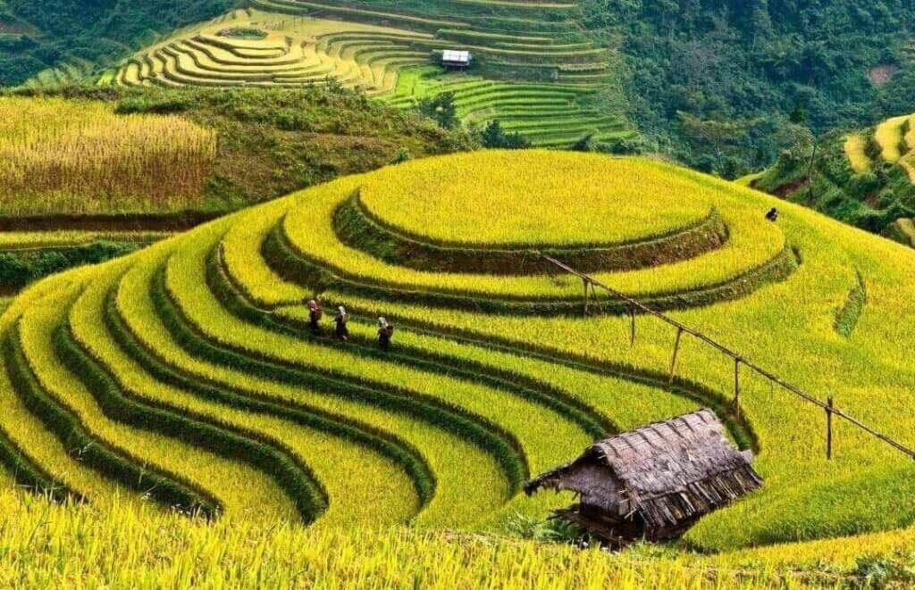 Ruộng bậc thang là gì
