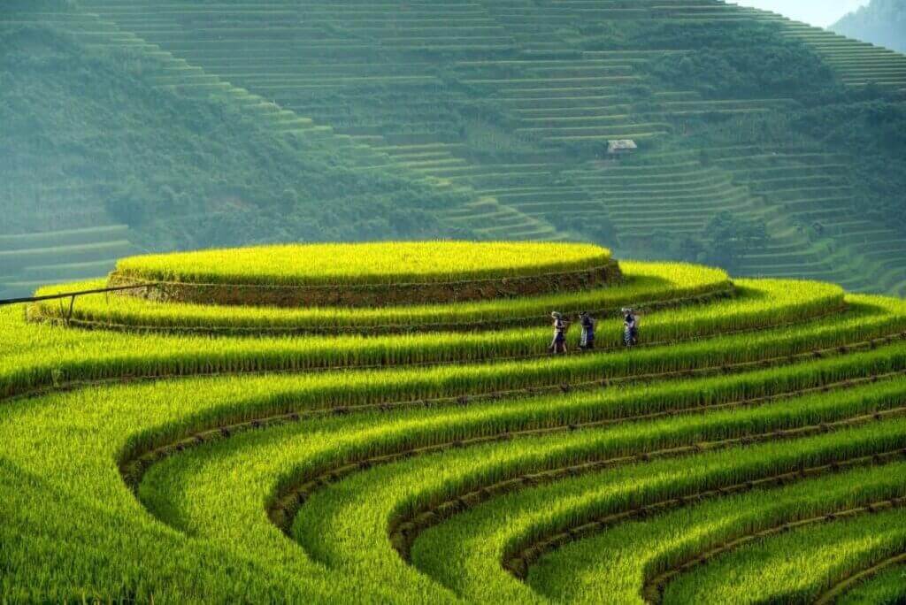 Mù cang chải