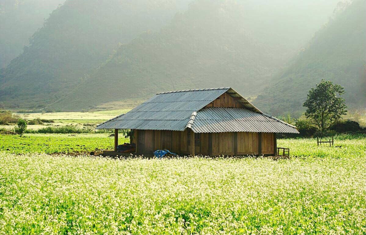 Mùa hoa cải ở Mộc Châu